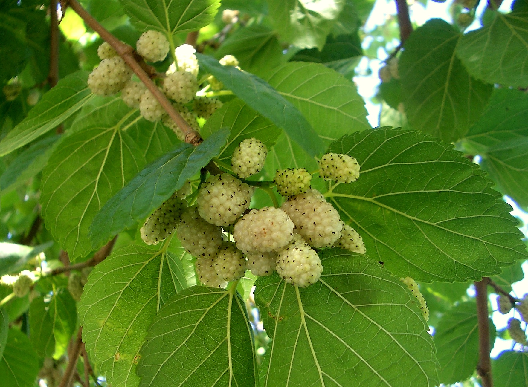 white mulberry